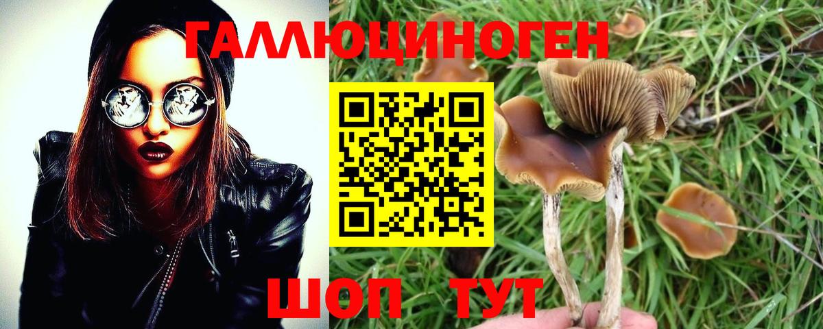 Галлюциногенные грибы Psilocybine cubensis Ивантеевка